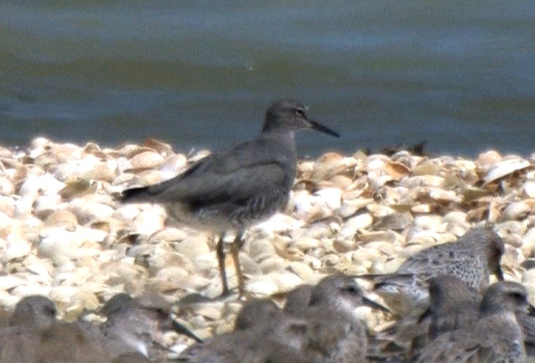 Wanderwasserläufer - ML24535011