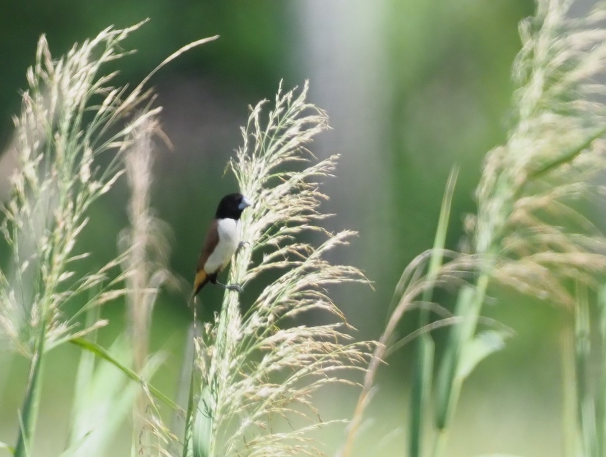 Hooded Munia - ML245350191