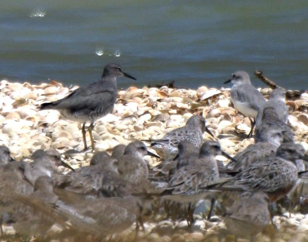 Wanderwasserläufer - ML24535021