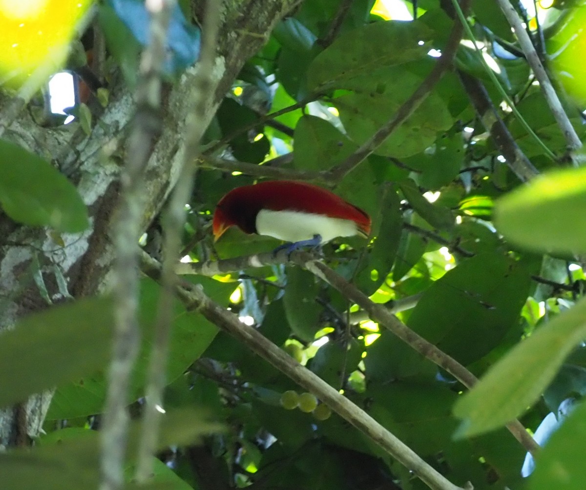 King Bird-of-Paradise - Stephan Lorenz