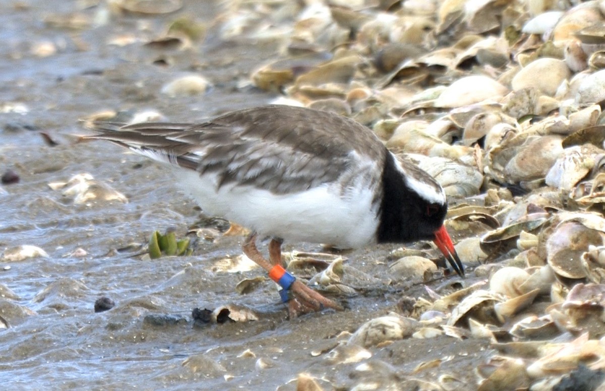 Chathamregenpfeifer - ML24535091