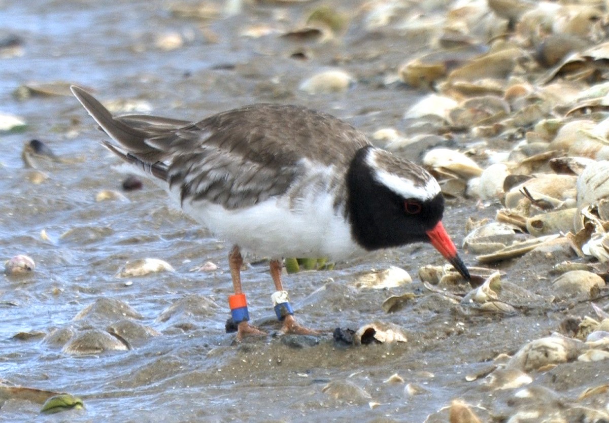 Chathamregenpfeifer - ML24535111