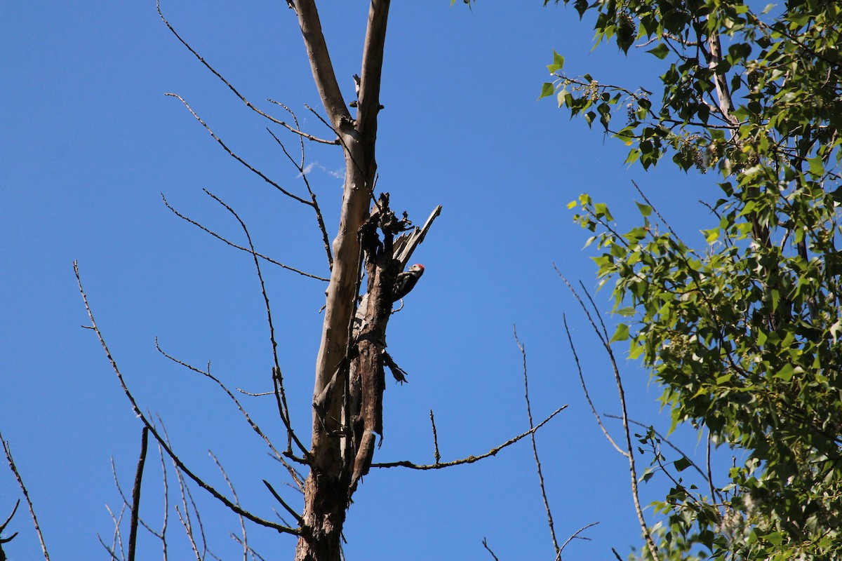 Middle Spotted Woodpecker - ML245351281