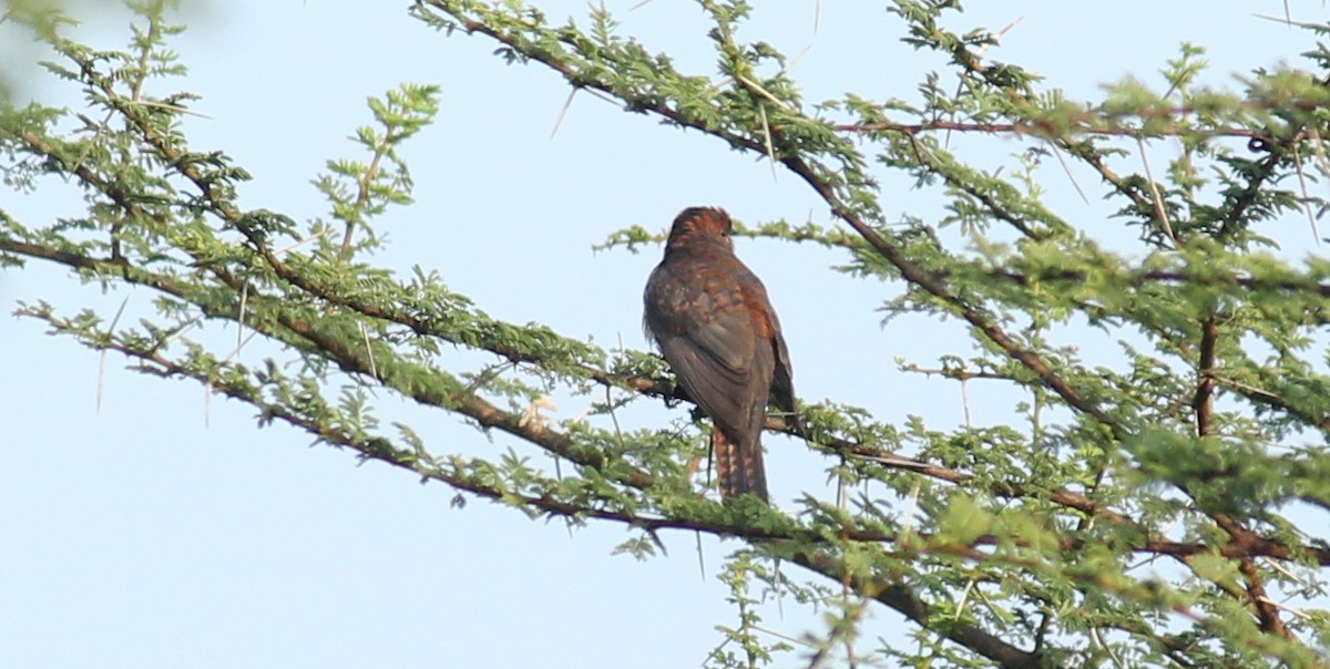 Lesser Cuckoo - Shanmugam Kalidass