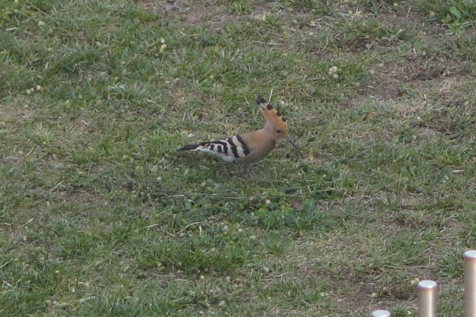 Eurasian Hoopoe - ML245352561