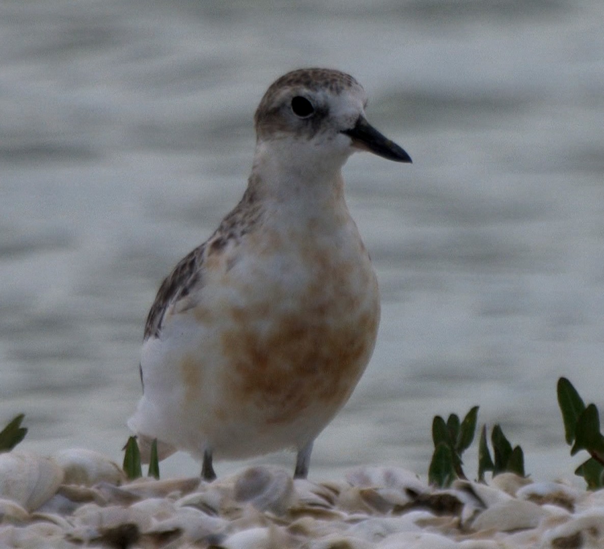 Red-breasted Dotterel - Neil Robertson