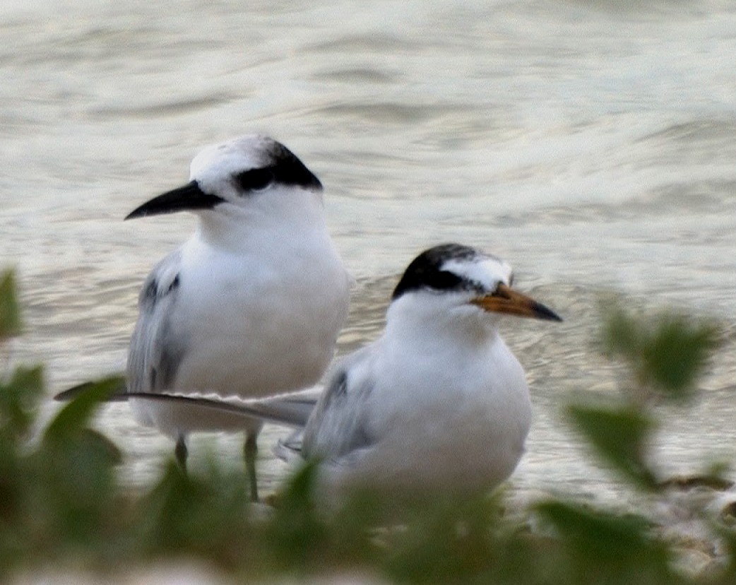 Zwergseeschwalbe - ML24535351