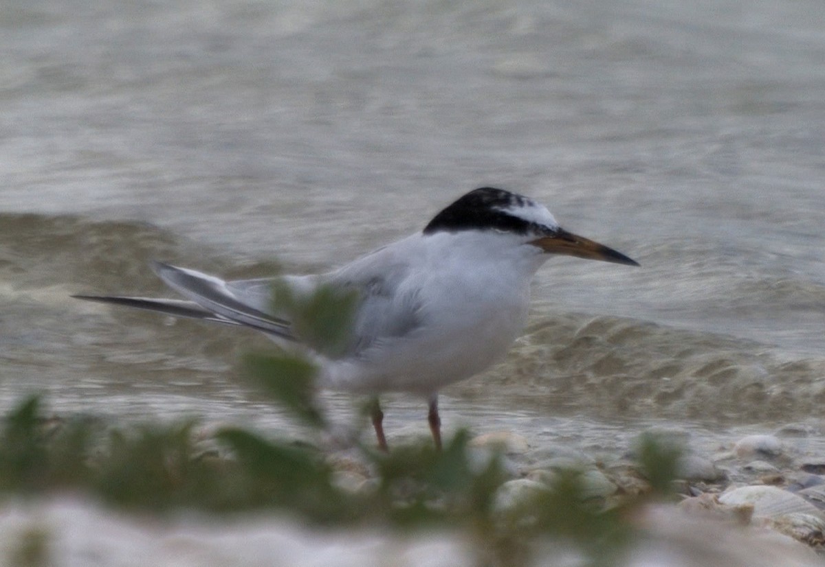 Zwergseeschwalbe - ML24535361