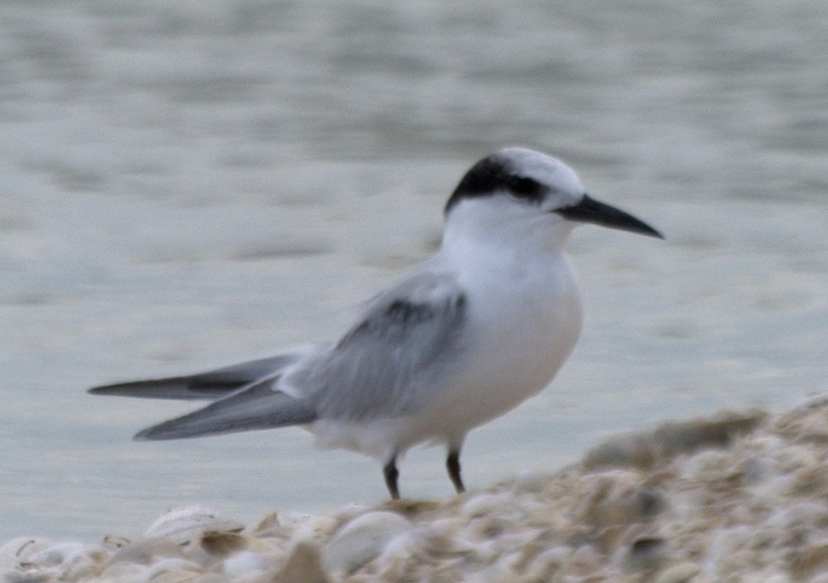 Zwergseeschwalbe - ML24535371