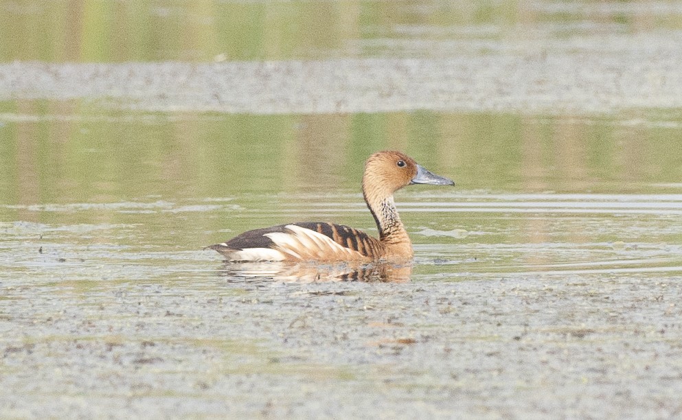 Fulvous Whistling-Duck - ML245354681