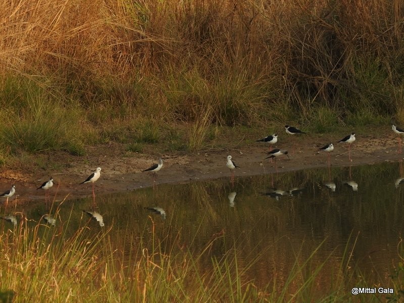 Black-winged Stilt - ML24535521