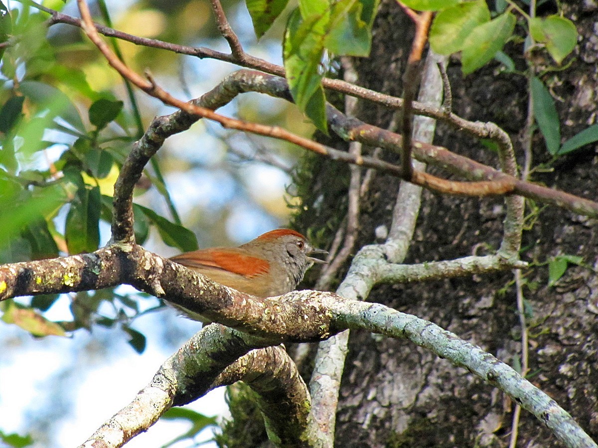 Sooty-fronted Spinetail - ML245355621