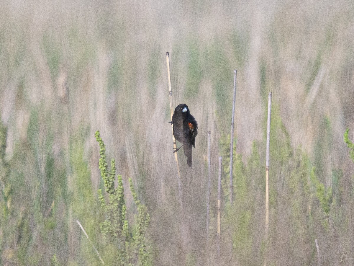 Fan-tailed Widowbird - ML245355701