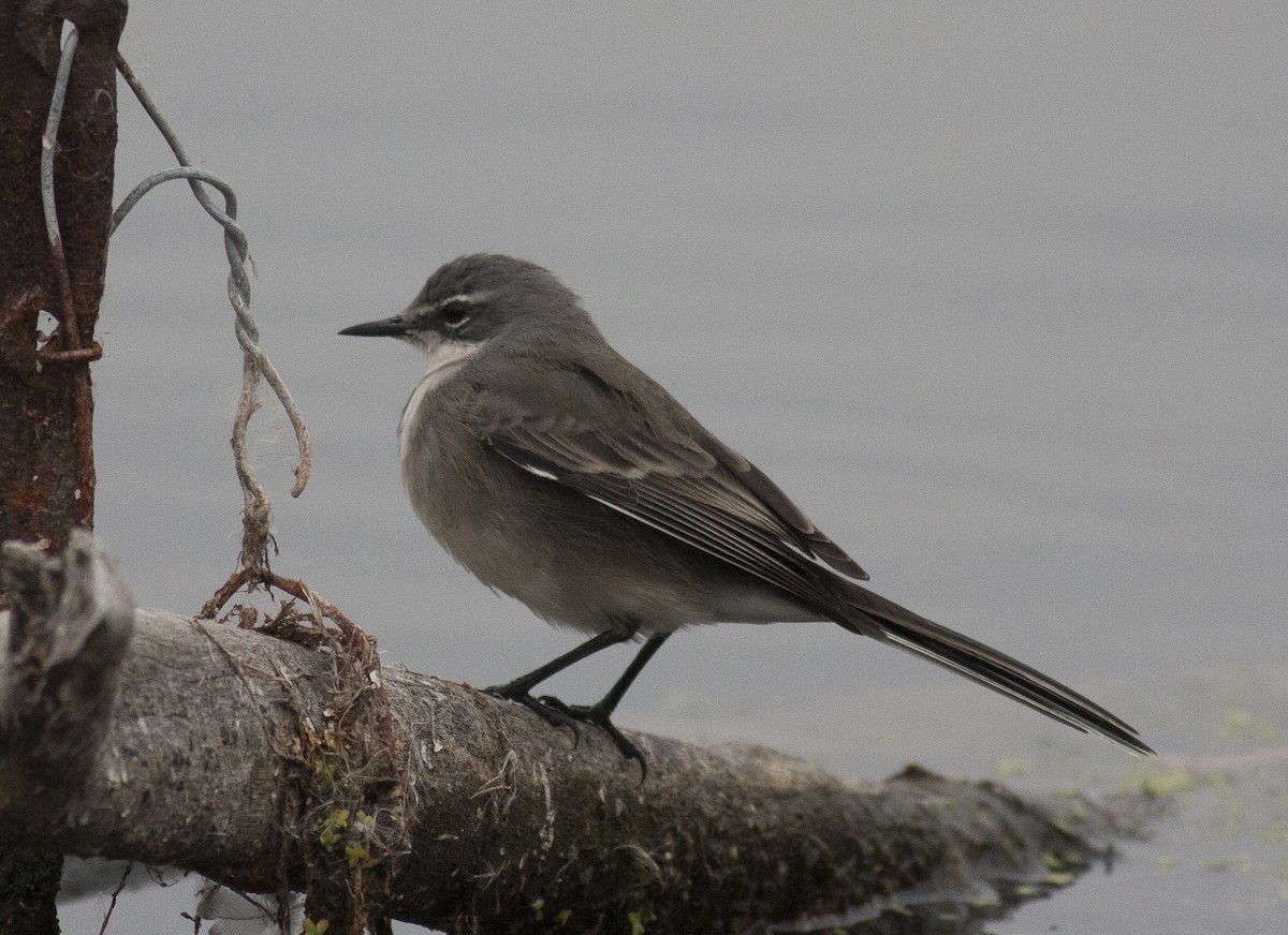 Cape Wagtail - ML245355781