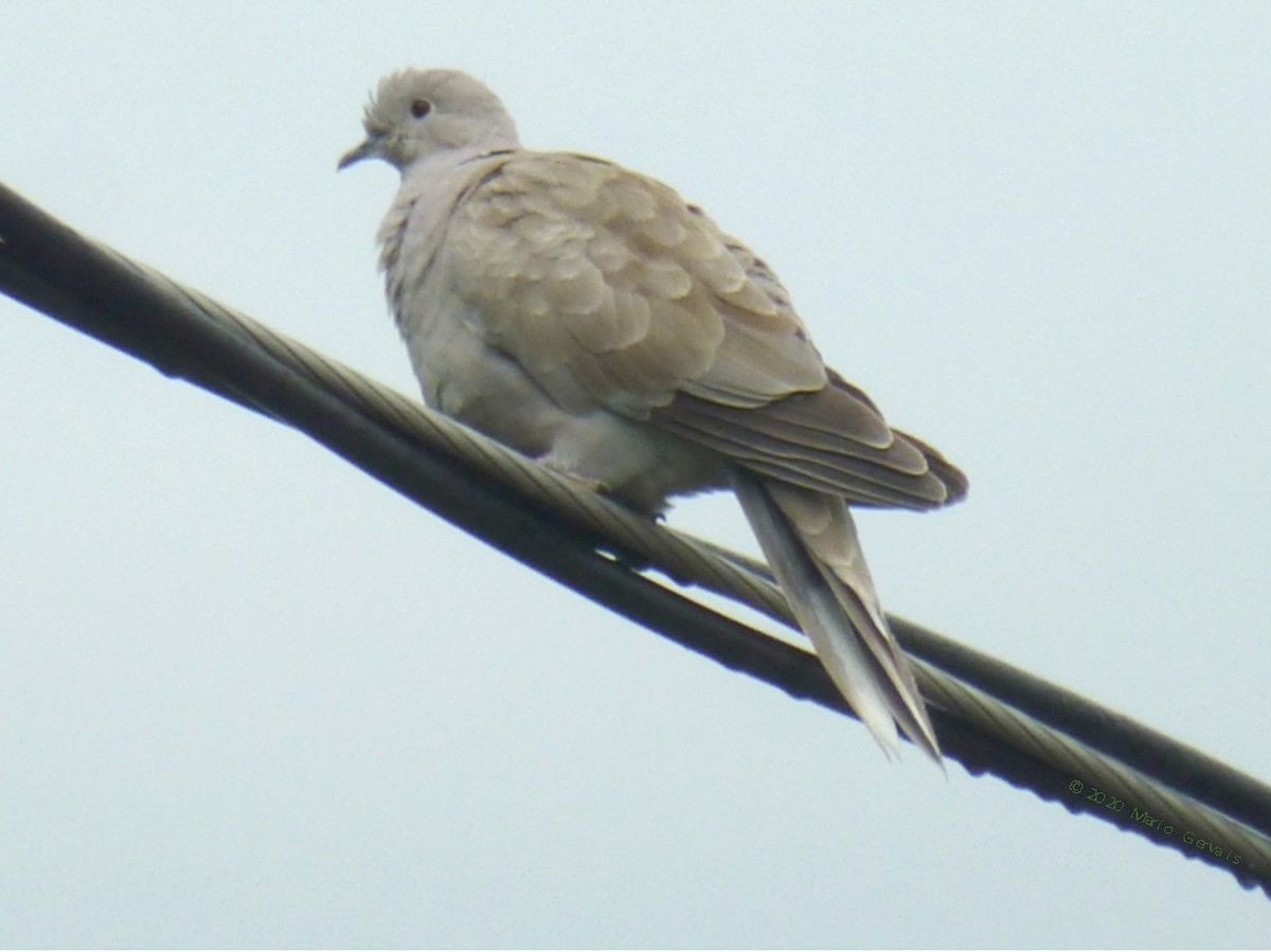 Eurasian Collared-Dove - ML245356571