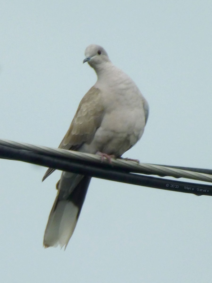 Eurasian Collared-Dove - ML245356581