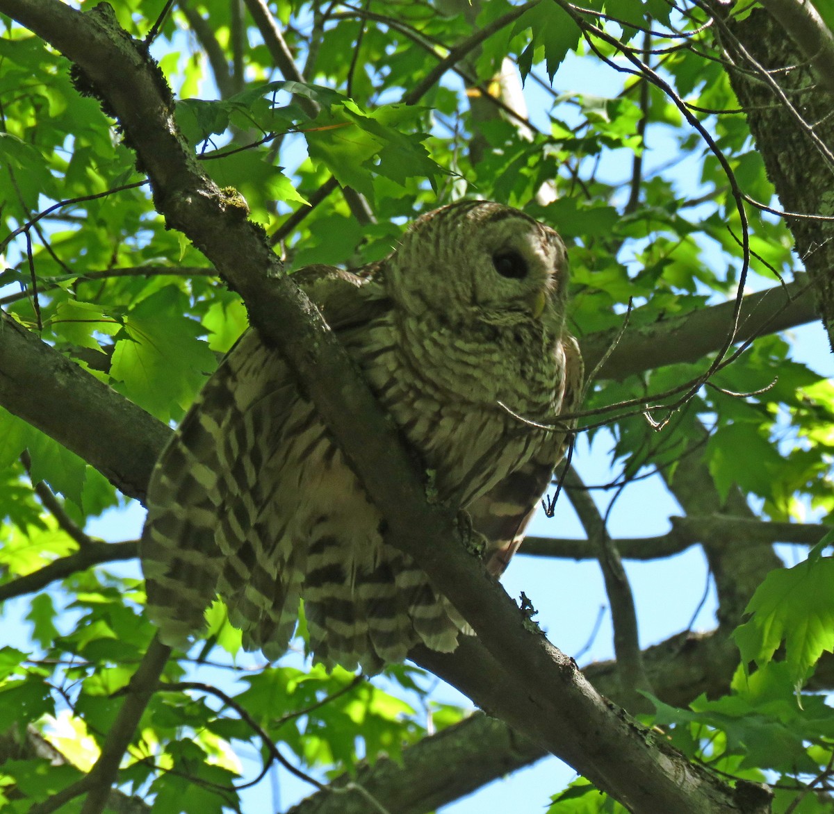 Barred Owl - ML245360851