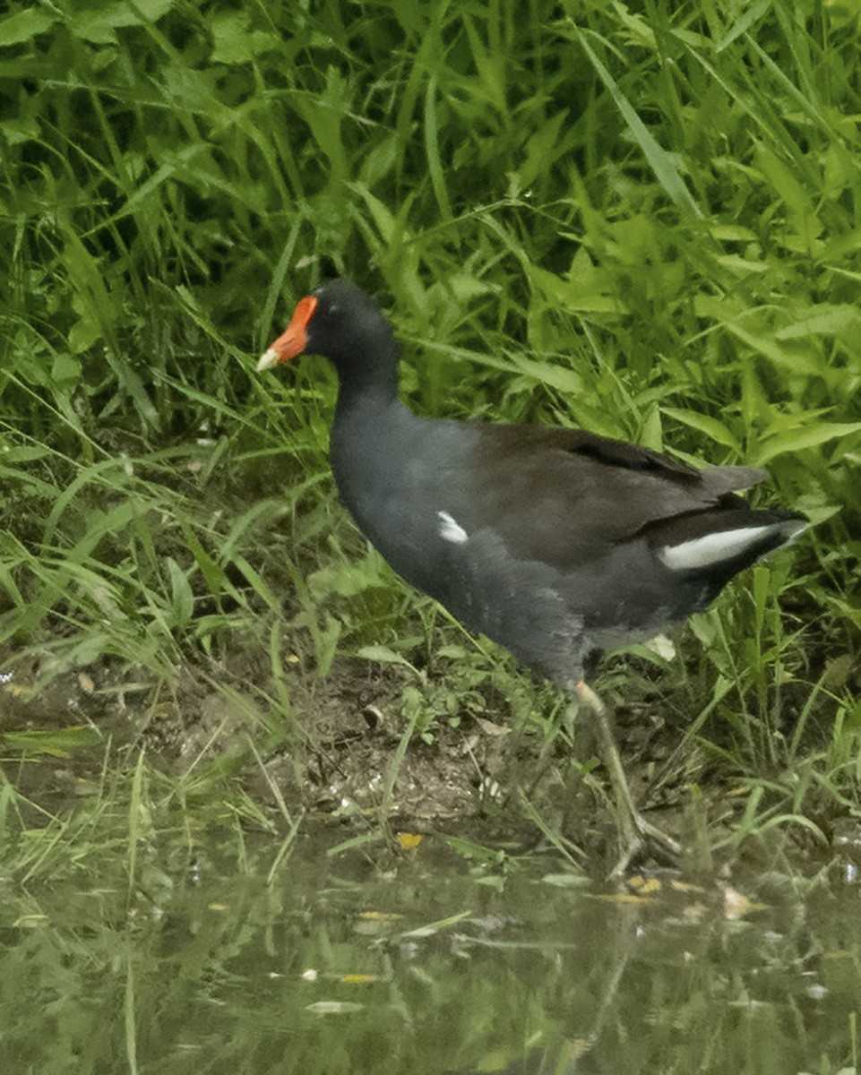 Common Gallinule - Bonita Portzline