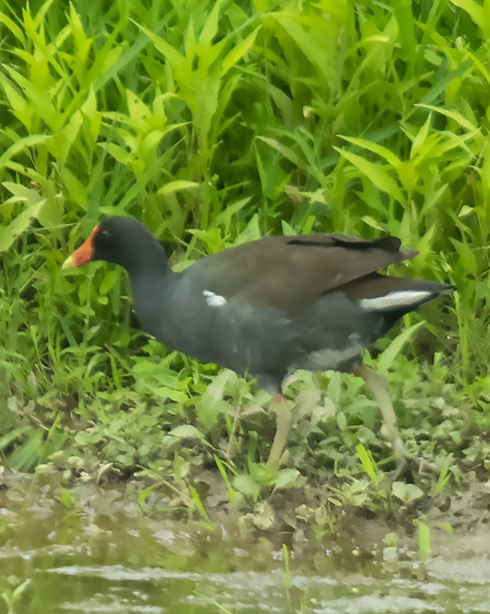 Common Gallinule - Bonita Portzline