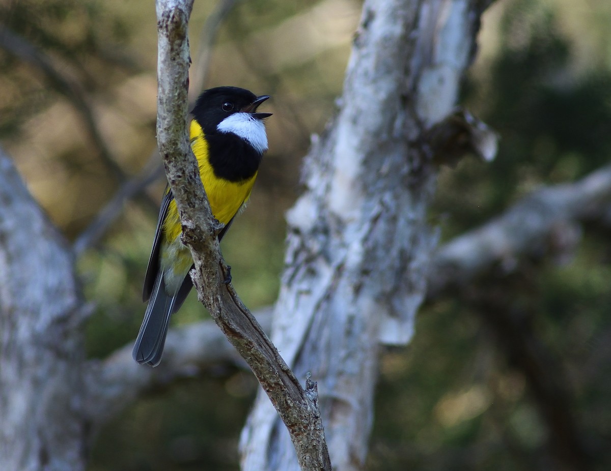 Golden Whistler (Eastern) - ML245361181