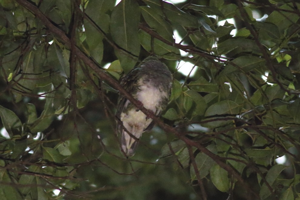 Superb Fruit-Dove - ML245361771