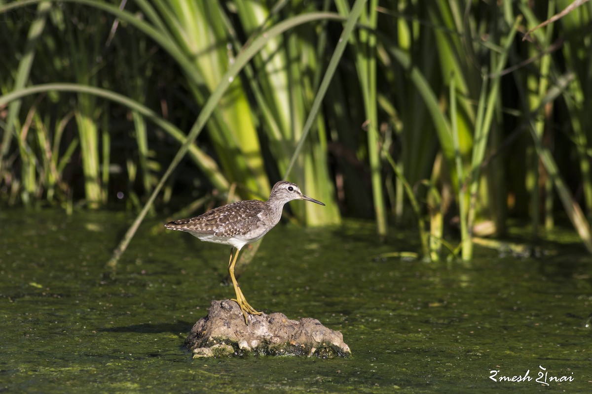 Ml245362481 - Wood Sandpiper - Macaulay Library