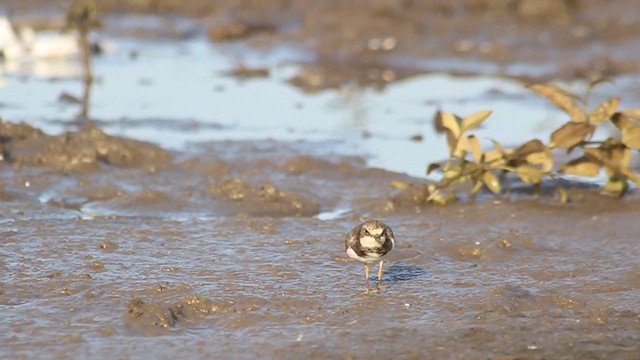 Little Ringed Plover - ML245362831