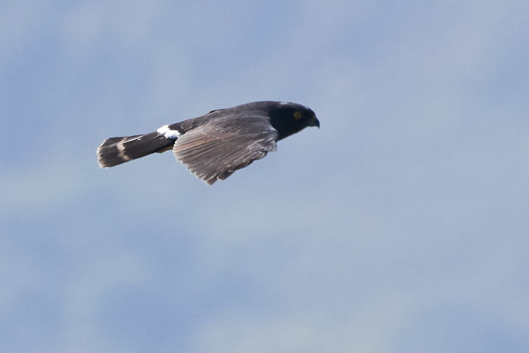 White-rumped Hawk - ML245362881