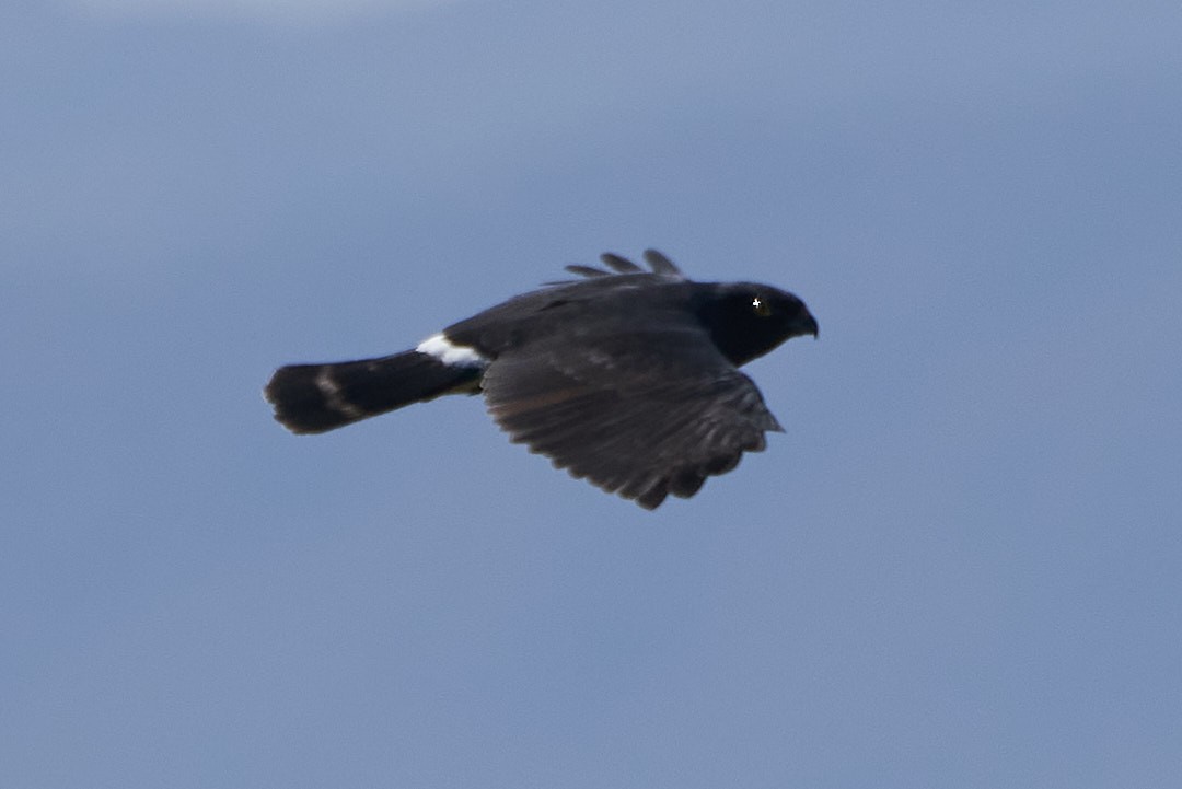 White-rumped Hawk - Nicolás Bejarano