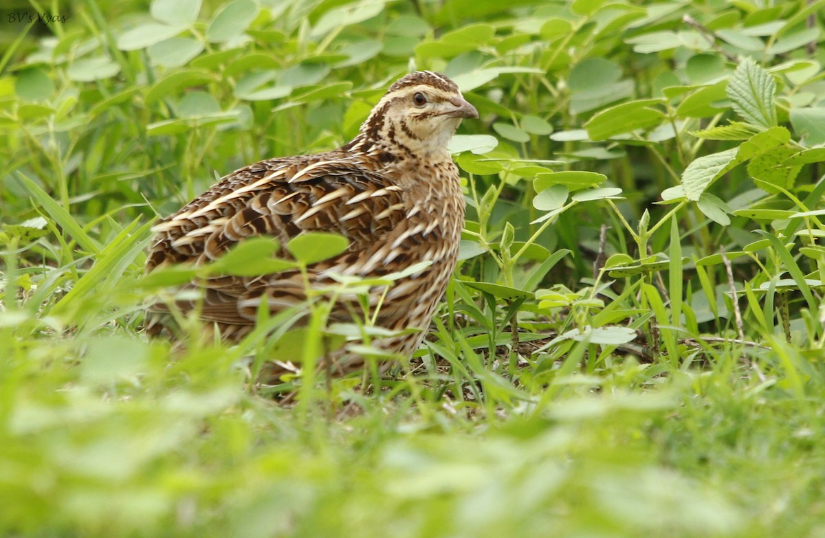 Rain Quail - ML245362981