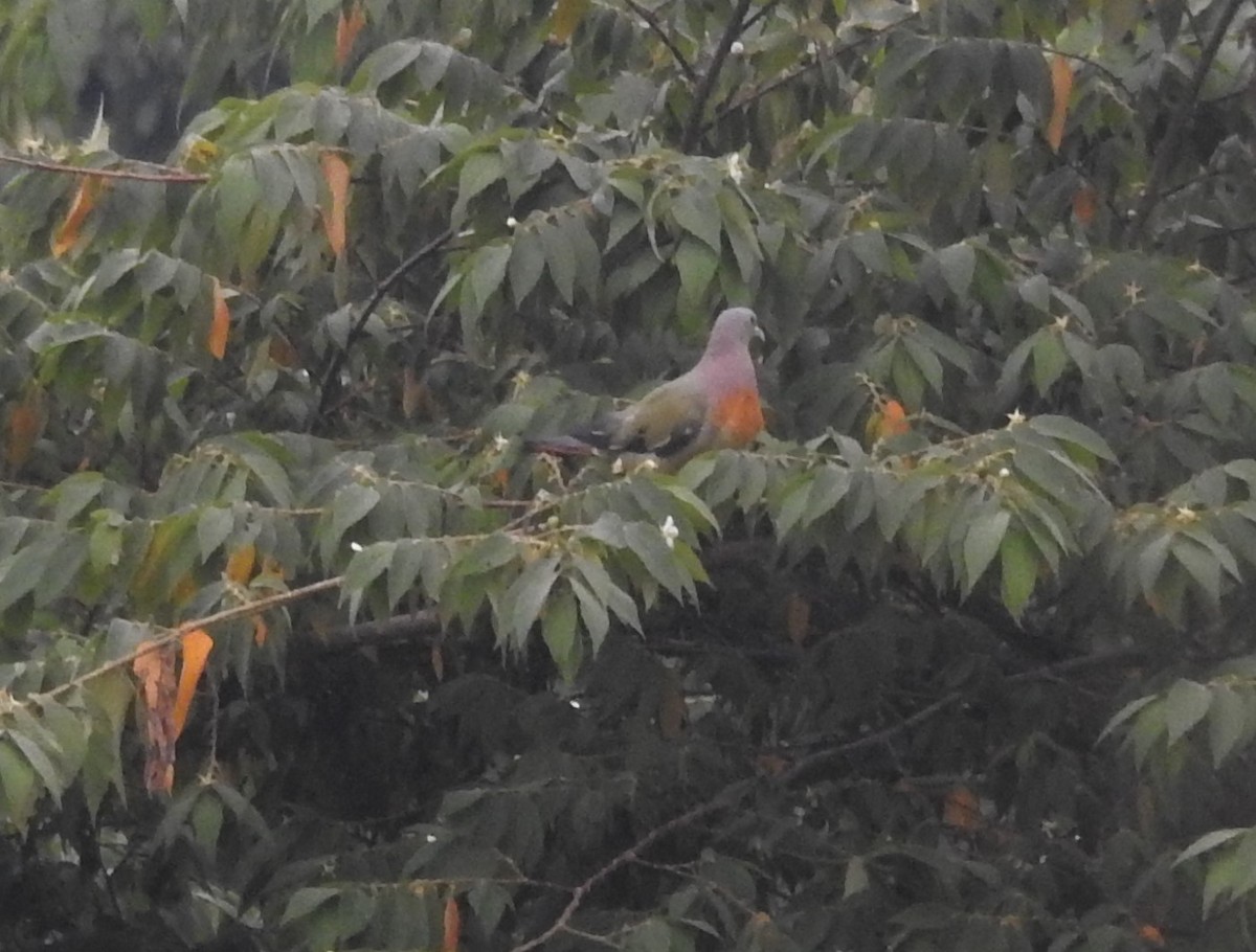 Pink-necked Green-Pigeon - Cathy  Mendoza