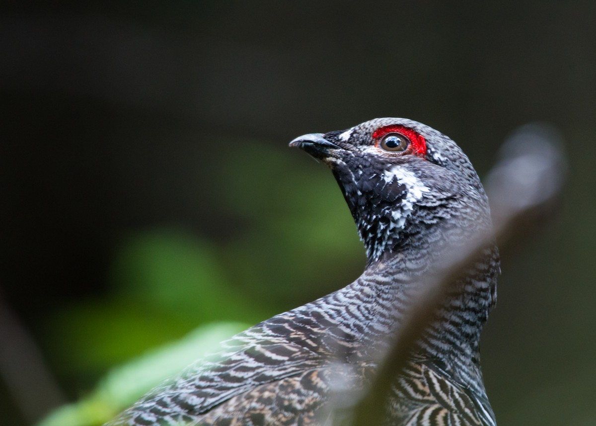 Spruce Grouse - ML245363921