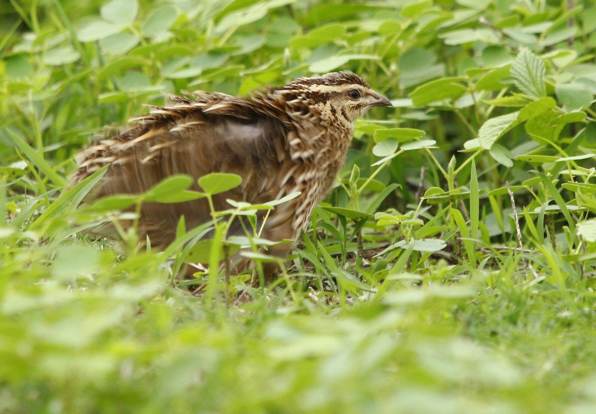 Rain Quail - ML245364341