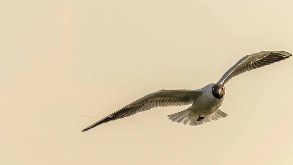 Brown-headed Gull - ML245364771