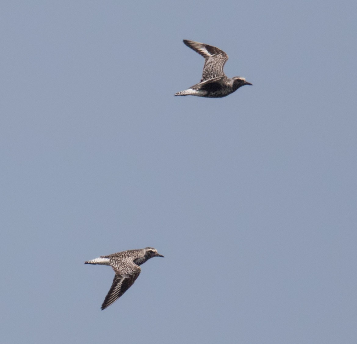 Black-bellied Plover - ML245365371