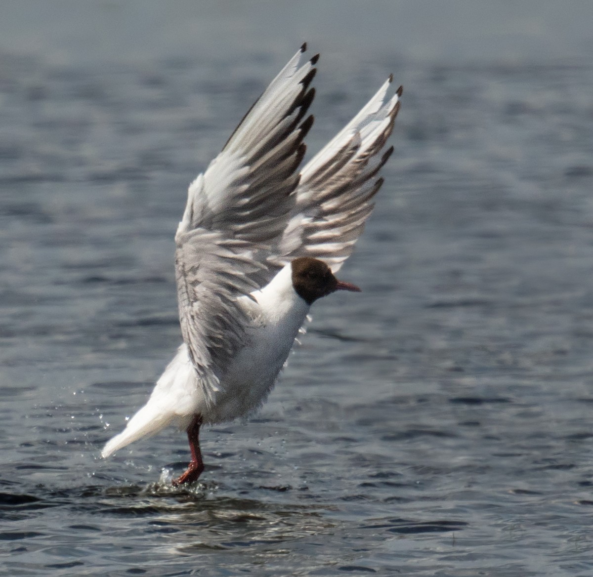 Black-headed Gull - ML245365871