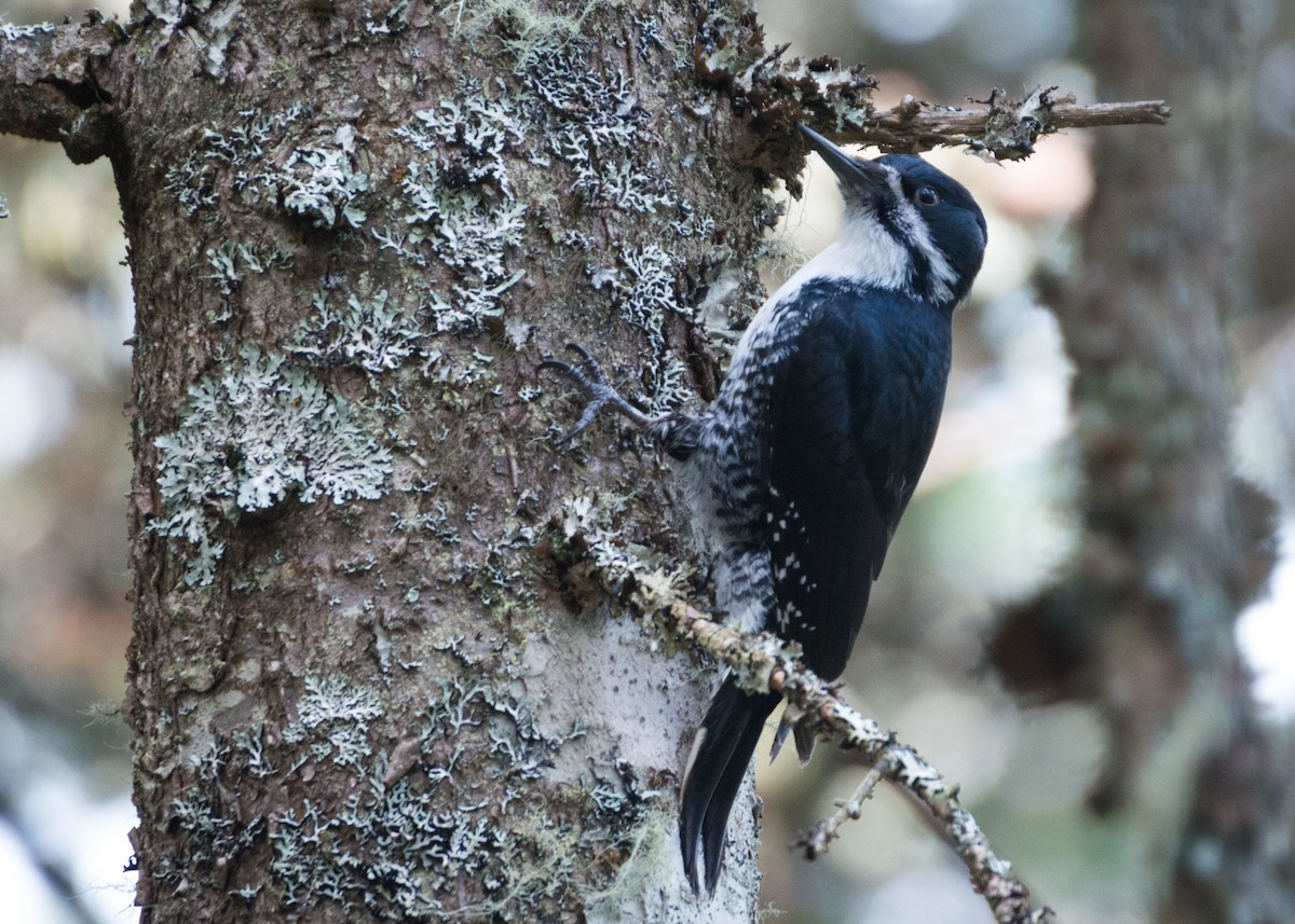 Black-backed Woodpecker - Logan Parker