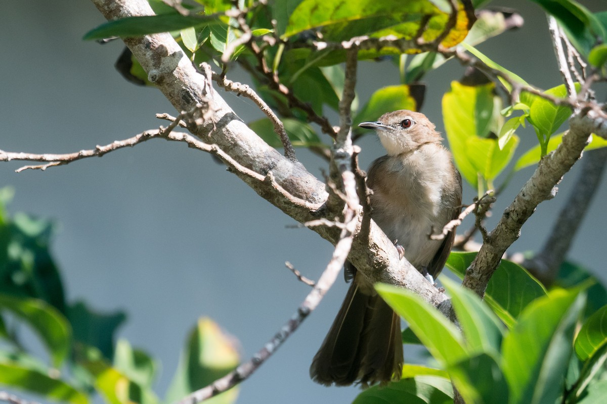 Northern Brownbul - ML245366461