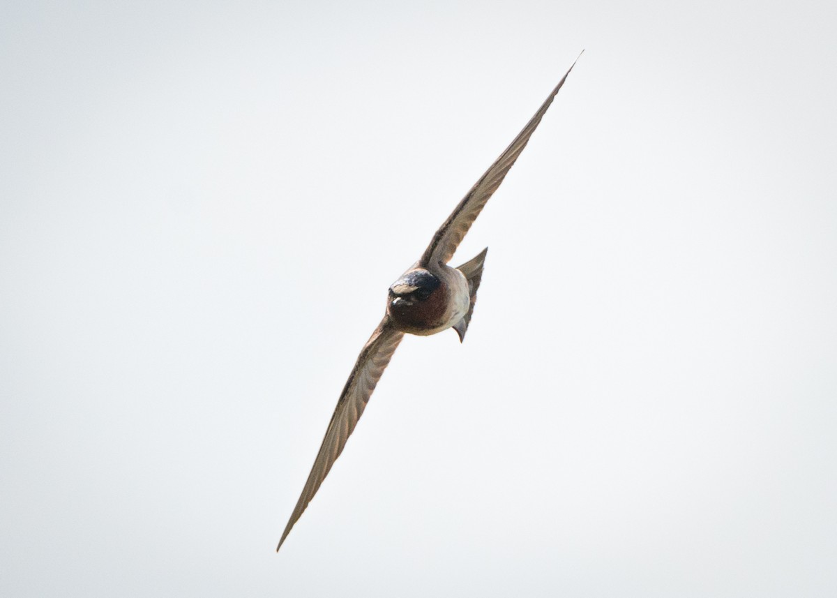 Cliff Swallow - ML245367091