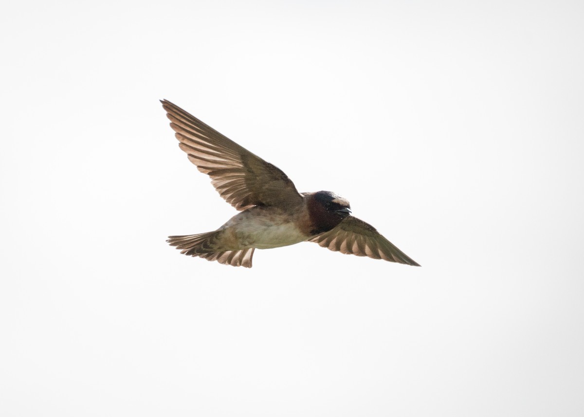 Cliff Swallow - ML245367181