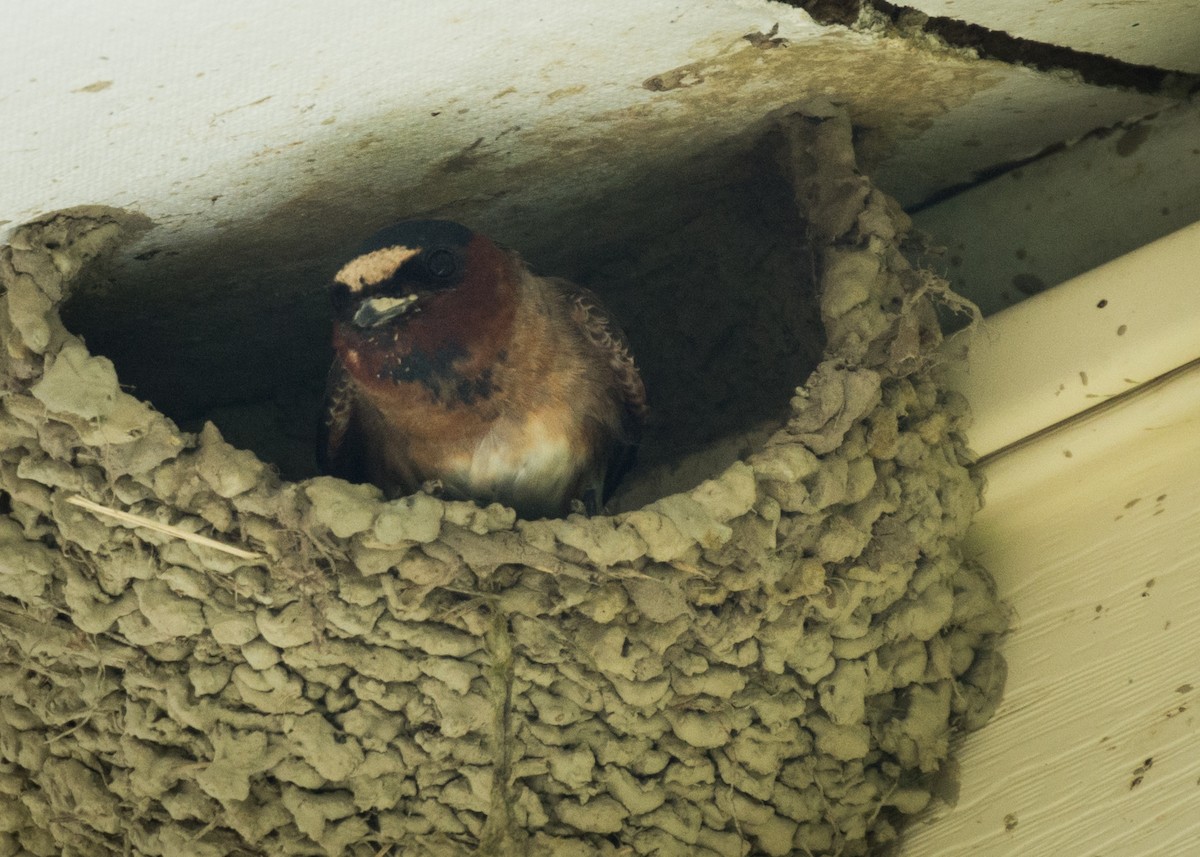 Cliff Swallow - ML245367191