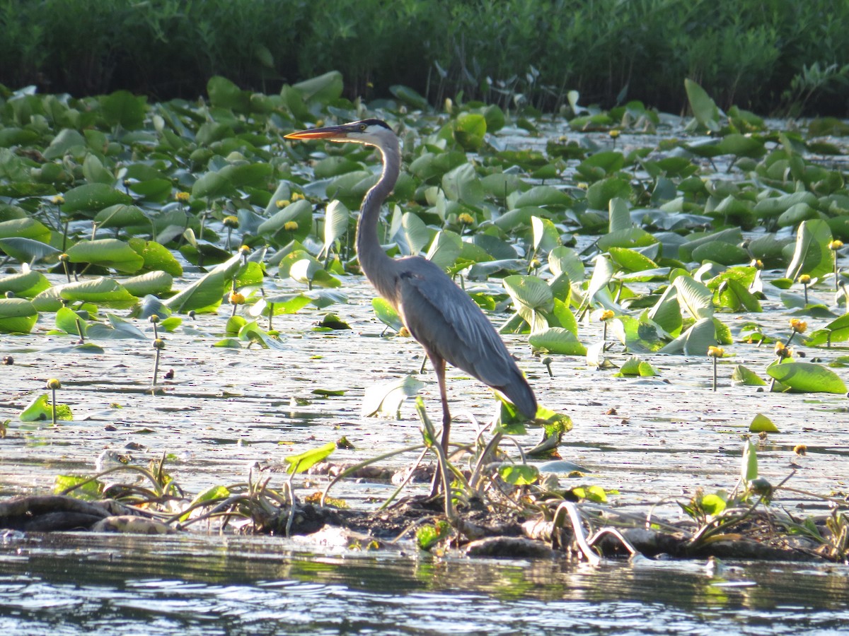 Garza Azulada - ML245368191