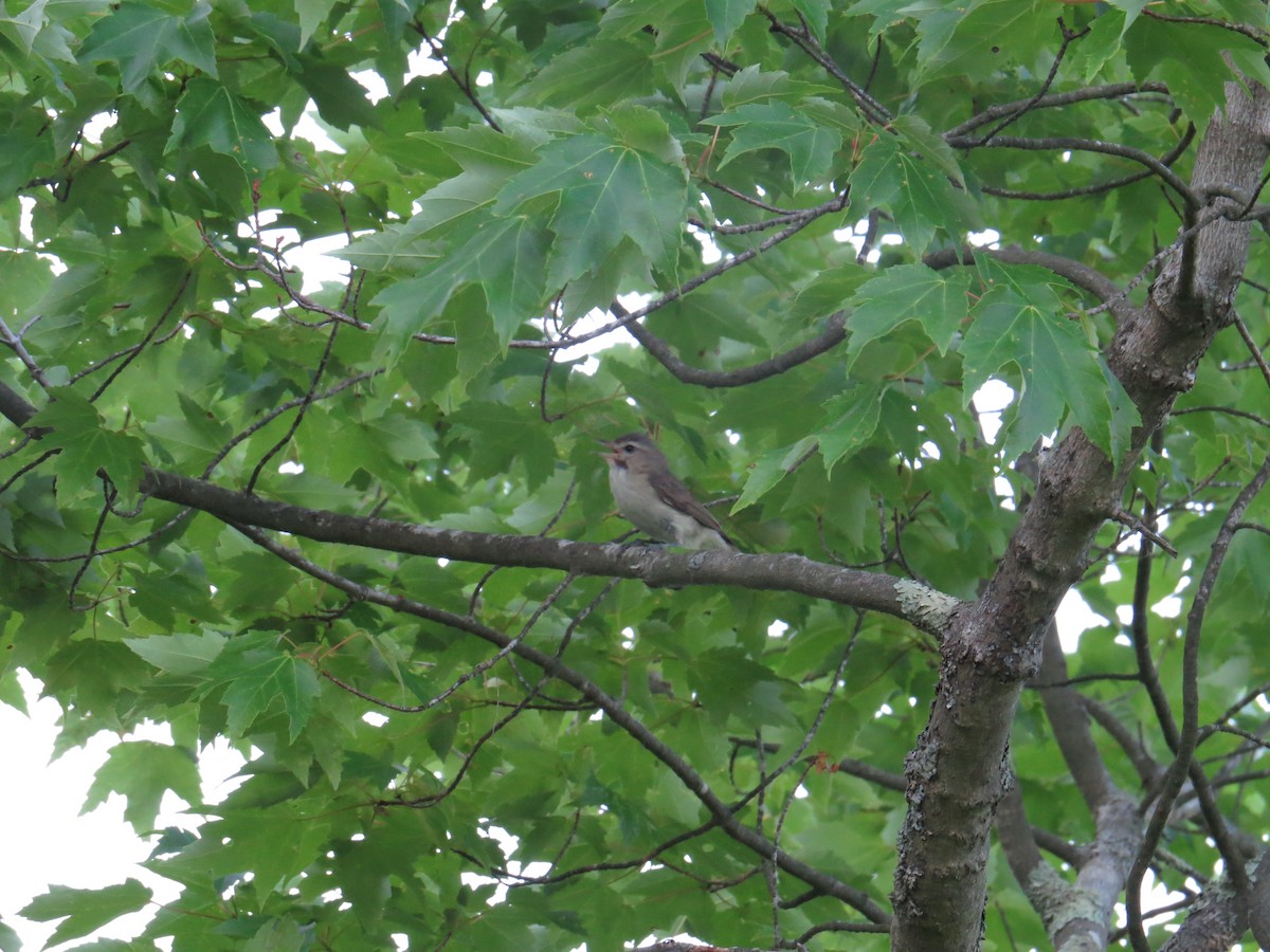 Willow Flycatcher - ML245368201