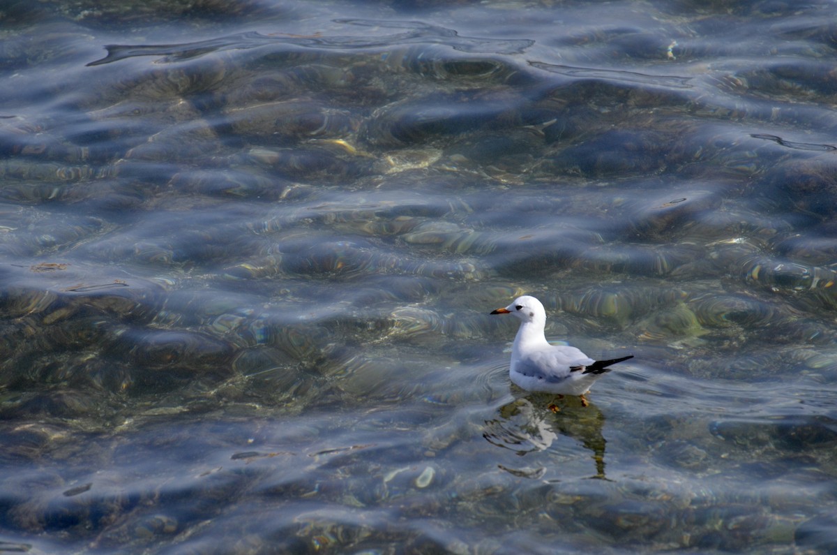 Mouette rieuse - ML245368801