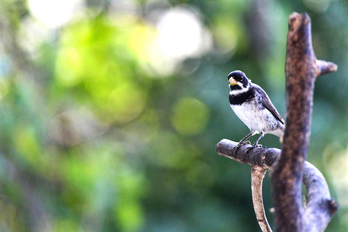 Double-collared Seedeater - João Carlos Milanelli Milanelli