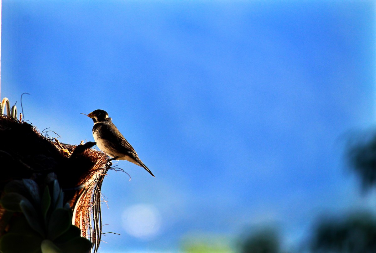 Double-collared Seedeater - ML245368831