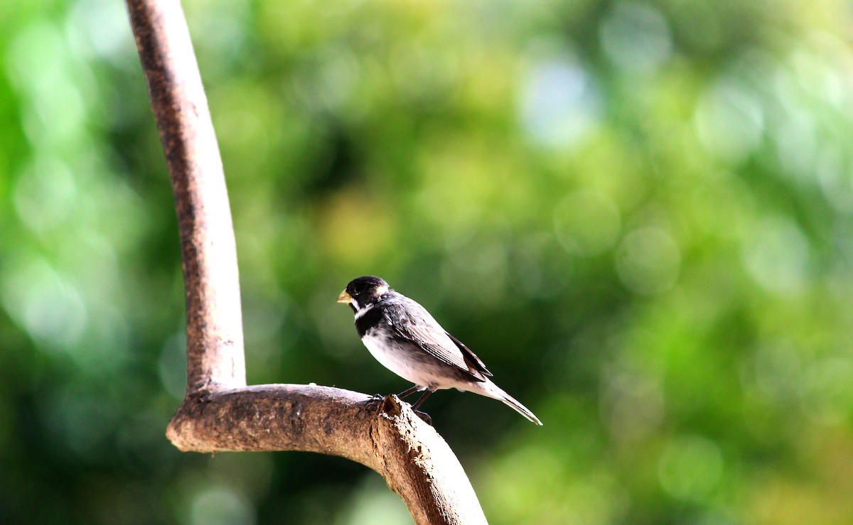 Double-collared Seedeater - ML245368841