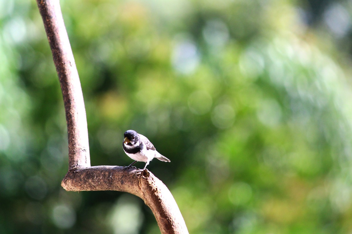 Double-collared Seedeater - ML245368851