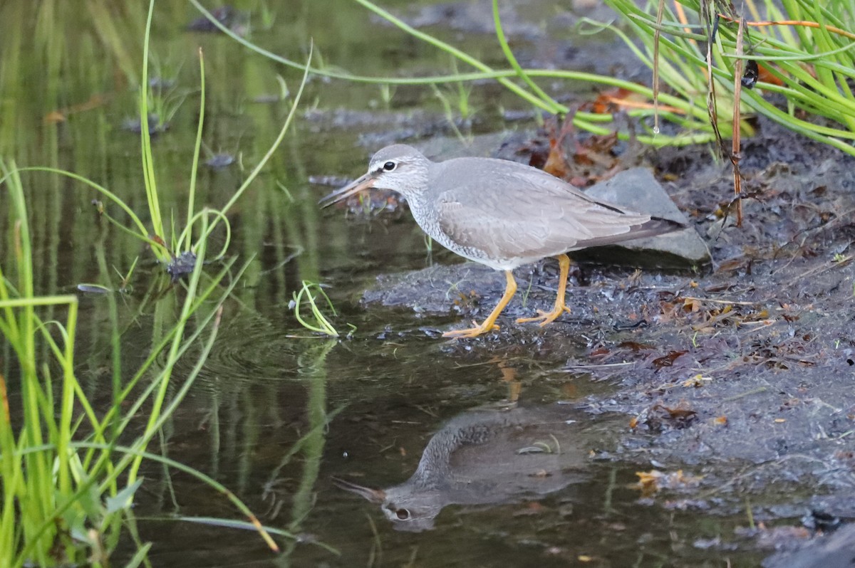 Gray-tailed Tattler - ML245369231