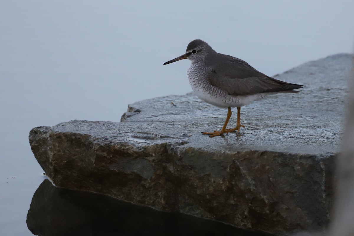 Gray-tailed Tattler - ML245369271